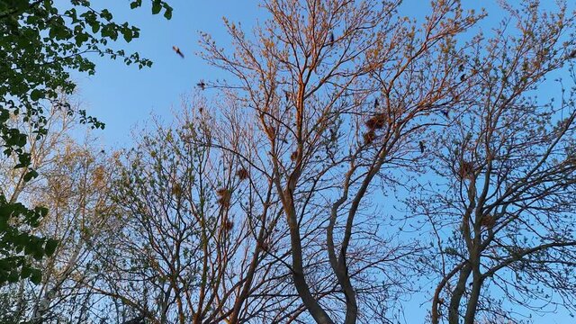 Crows fly over nesting place on tall trees at sunset