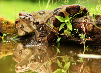 The boa constrictor (Boa constrictor), also called the red-tailed boa or the common boa, hunting the rat on the old branche above the water.