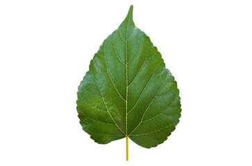 Isolated front and back mulberry leaf with clipping paths.