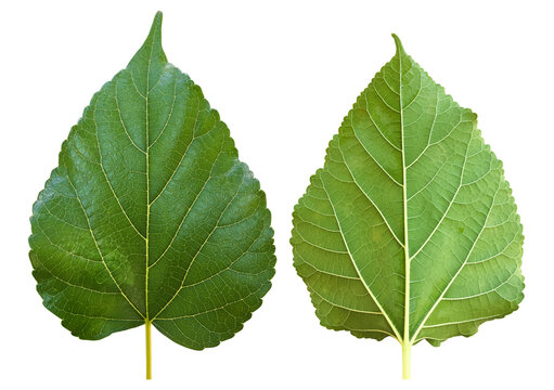 Isolated front and back mulberry leaf with clipping paths.