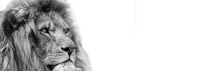African male lion Baner , Panorama wildlife animal isolated black white	

