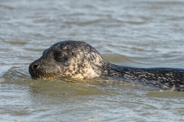 Phoque commun, ou veau marin (Phoca vitulina)