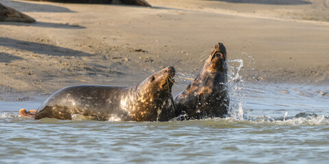 Fototapeta premium Jeux de phoque gris