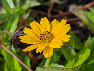 wedelia flower (Sphagneticola trilobata) grows wild in the tropics