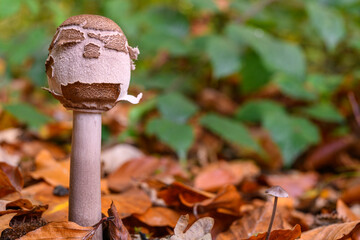 Macrolepiota procera (la lépiote élevée, coulemelle)