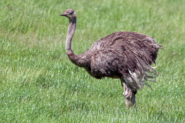 Autruche en profil © guitou60