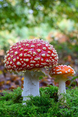 Amanite tue-mouches (Amanita muscaria)