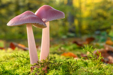 Mycène rose (Mycena rosea)