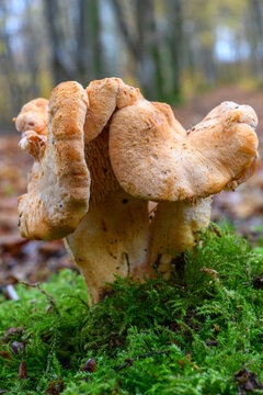 Hydnum ellipsosporum (Hydne &agrave; spores elliptiques, Hydnum rufescens, Hydnum repandum possible, Pied-de-mouton)