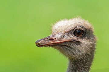 T&ecirc;te d'autruche en portrait