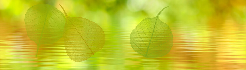 A horizontal image of translucent autumn leaves above the water against a blurred natural green background.