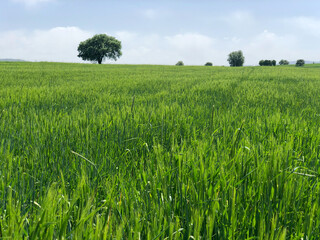 crop area in the fields, agricultural production and agricultural cultivation