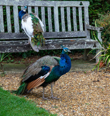 Peacocks in the grounds of Lulworth Castle in Dorset. It is a 17th-century hunting lodge erected in the style of a revival fortified castle. 