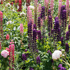 Lupinus polyphyllus Russell Mix | Lupins polyphylles vivaces Russell hybrids Mix. Epis floraux en...