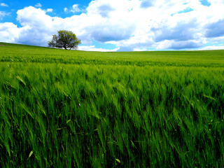 Herrliche Sommerlandschaft bei Isenburg im Landkreis Neuwied im Westerwald auf dem Wanderweg Wäller Tour Iserbachschleife.