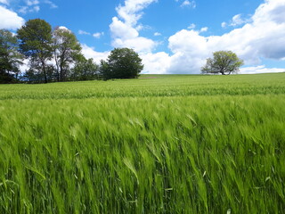 Fototapeta premium Herrliche Sommerlandschaft bei Isenburg im Landkreis Neuwied im Westerwald auf dem Wanderweg Wäller Tour Iserbachschleife.