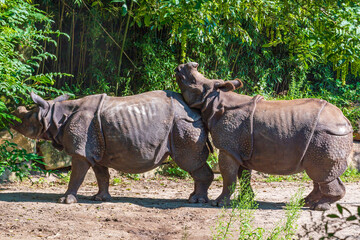 Fototapeta premium A collision between two large Indian Rhinoceroses in the animal park Blijdorp in Rotterdam