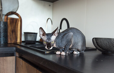 Purebred bald sphinx cat gray is sitting in the kitchen. close-up.