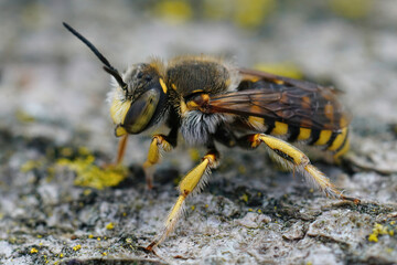 Closeup on an Lot's Woolcarder bee, Anthidium loti sitting on a piece of wood in Southern France
