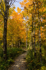 Fototapeta na wymiar In the forest at fall in Mont Megantic National Park, located in Eastern 