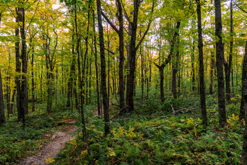 Obraz premium In the forest at fall in Mont Megantic National Park, located in Eastern 