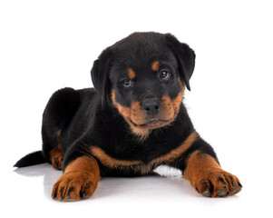 puppy rottweiler in studio