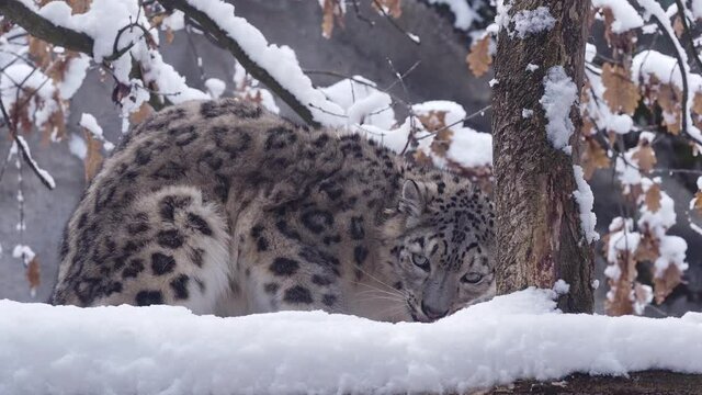 Snow leopard eats food on the snow