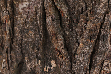 dark brown tree bark background