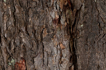 dark brown tree bark background