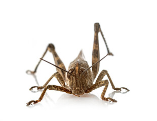 Anacridium aegyptium in studio