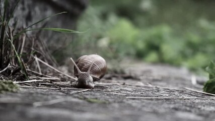 Big slimy brown snail is crawling on wet asphalt in the forest 4K. Escargot close up