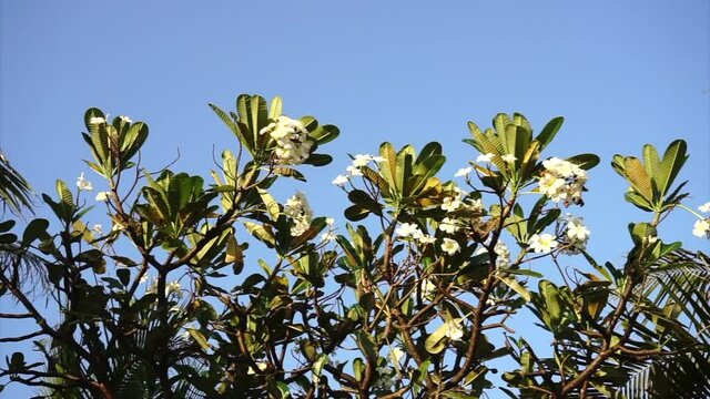 Tilt up shot of tree trunk with frangipani flowers and blue sky background