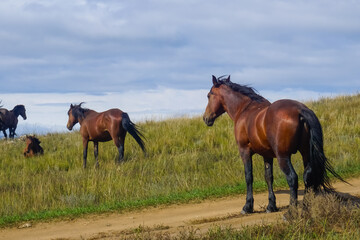 Obraz premium Wild horses graze on the meadows of Olkhon Island