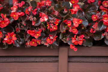 red ice begonia semperflorens flowers with burgundy leaves in brown wooden basket