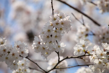 公園に咲くソメイヨシノ