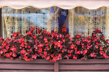 red ice begonia semperflorens flowers with burgundy leaves in brown wooden basket of a window sill with curtains