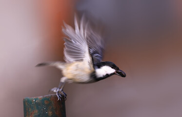 A small Coal tit with a seed in its beak pushed off the pole and flew ... © chermit