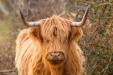 Vaches écossaises Highland Cattle en baie de Somme