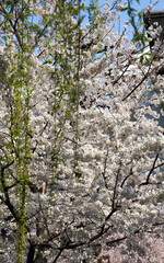 六角堂の境内に咲く桜