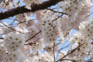 公園に咲くソメイヨシノ