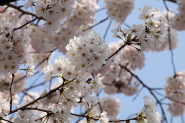 公園に咲くソメイヨシノ