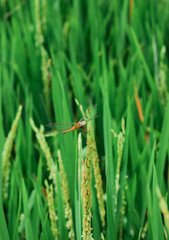
Dragonflies perching on leaves. dragonfly in nature. Dragonflies in natural habitats. Beautiful natural scenery with dragonflies.