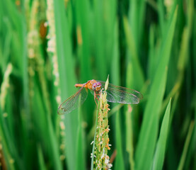 
Dragonflies perching on leaves. dragonfly in nature. Dragonflies in natural habitats. Beautiful natural scenery with dragonflies.