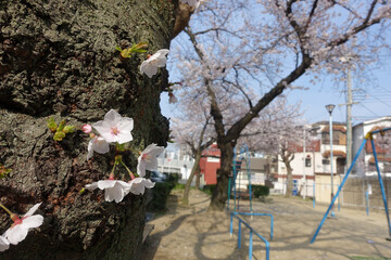 公園に咲くソメイヨシノ