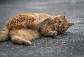 cat sleeping on the ground playful