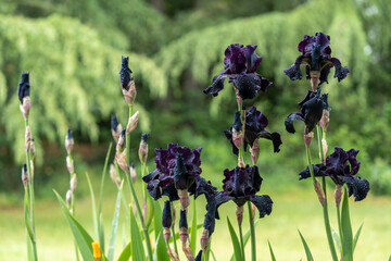 flowers in the garden