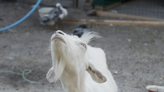 Milk white goat chews green grass in the field, full udder with milk, food for little kids, livestock raising on the farm, farming, walking pets on the ranch, healthy goat concept
