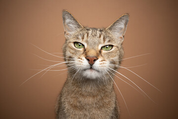 light brown cat with green eyes and long white whiskers looking at camera portrait on brown background