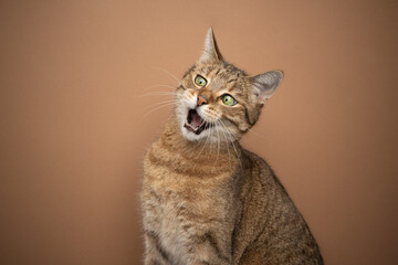 funny cat looking shocked with mouth open on brown background with copy space