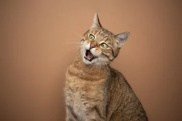 Foto auf Leinwand funny cat looking shocked with mouth open on brown background with copy space © FurryFritz